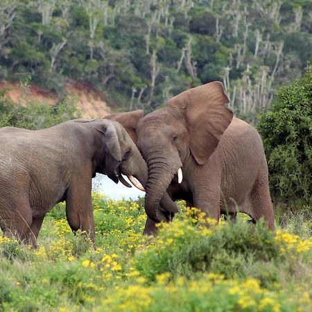 Sibuya Game Reserve And Lodge Kenton-on-Sea Esterno foto