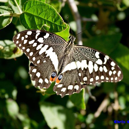 Sibuya Game Reserve And Lodge Kenton-on-Sea Esterno foto
