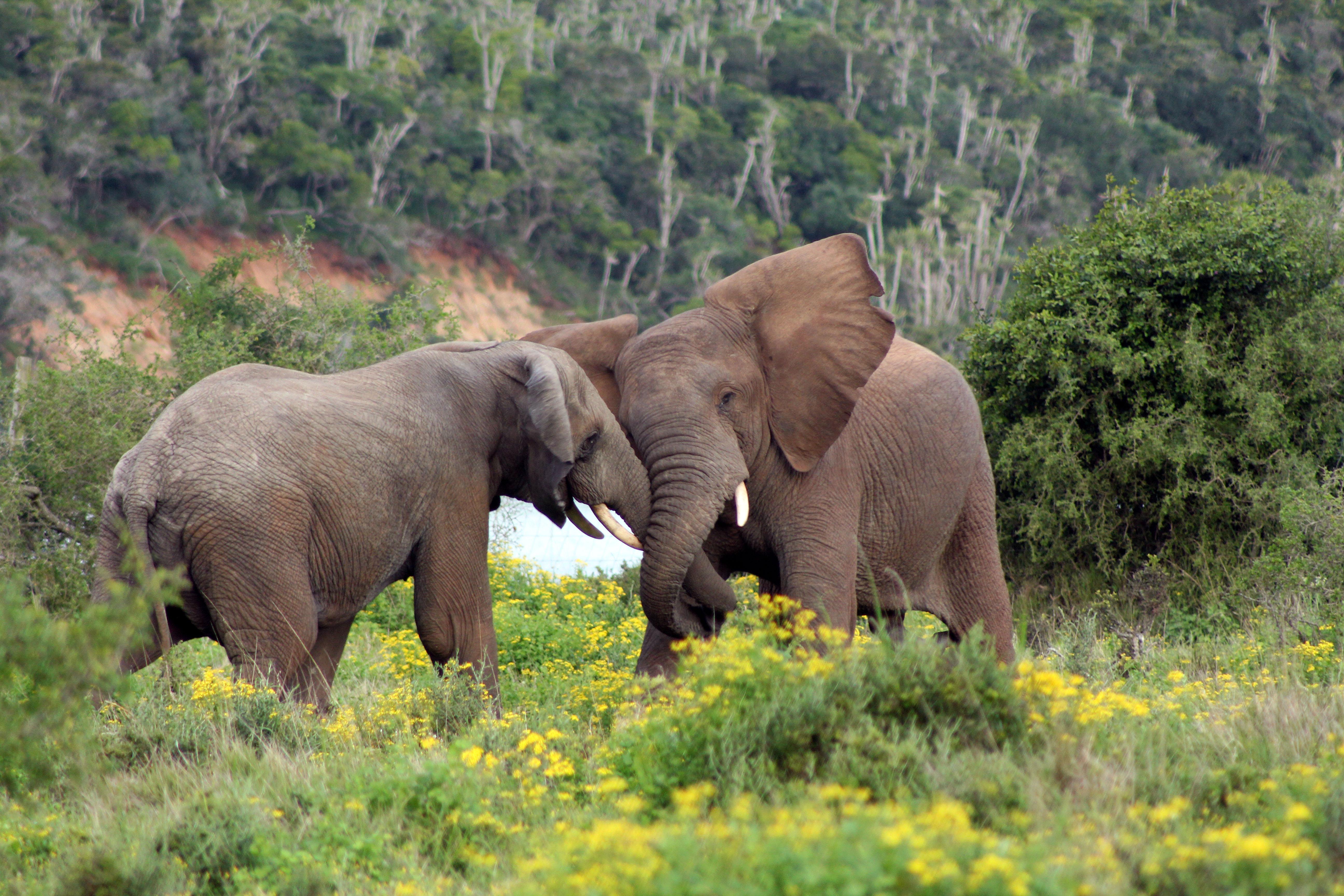 Sibuya Game Reserve And Lodge Kenton-on-Sea Esterno foto