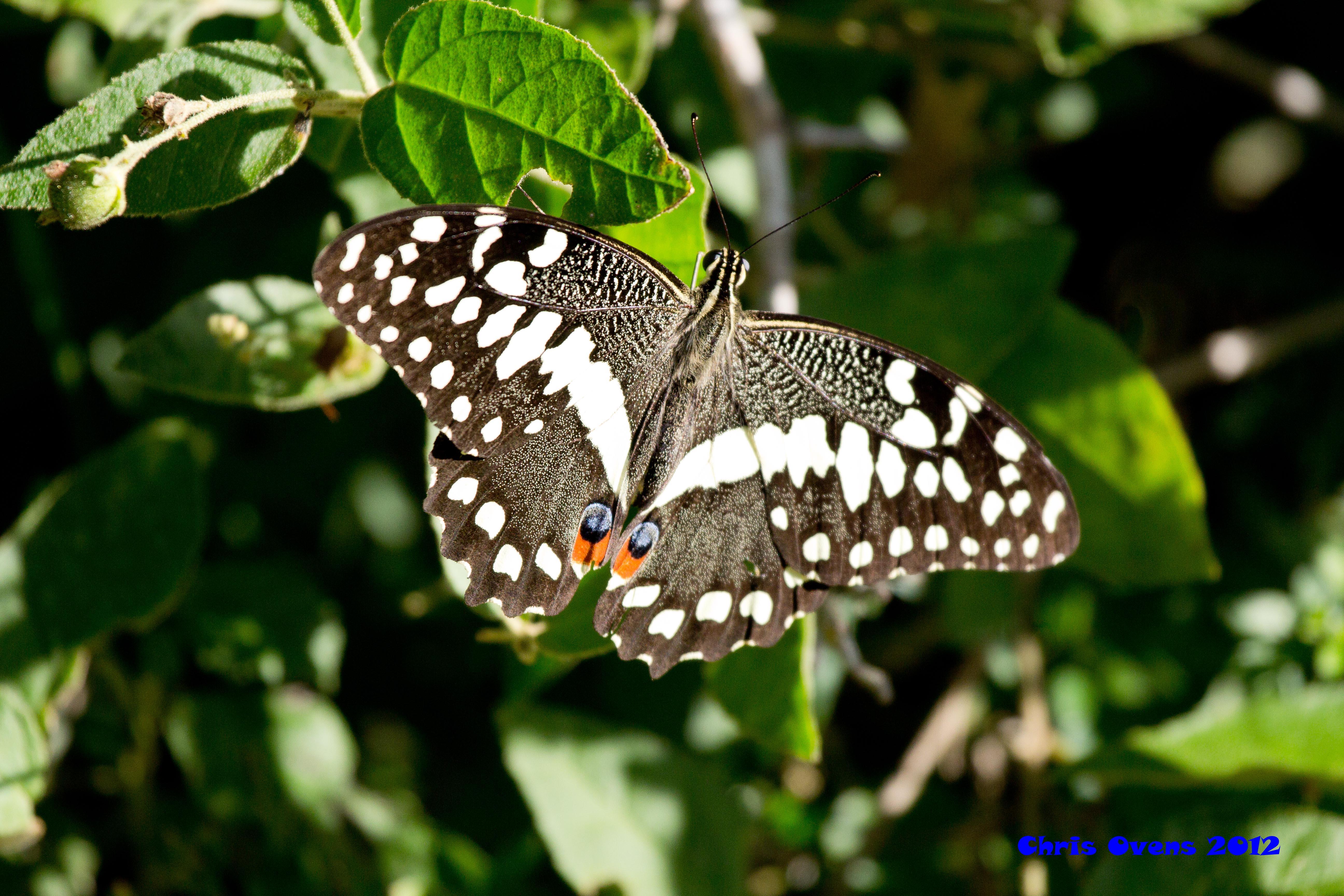 Sibuya Game Reserve And Lodge Kenton-on-Sea Esterno foto