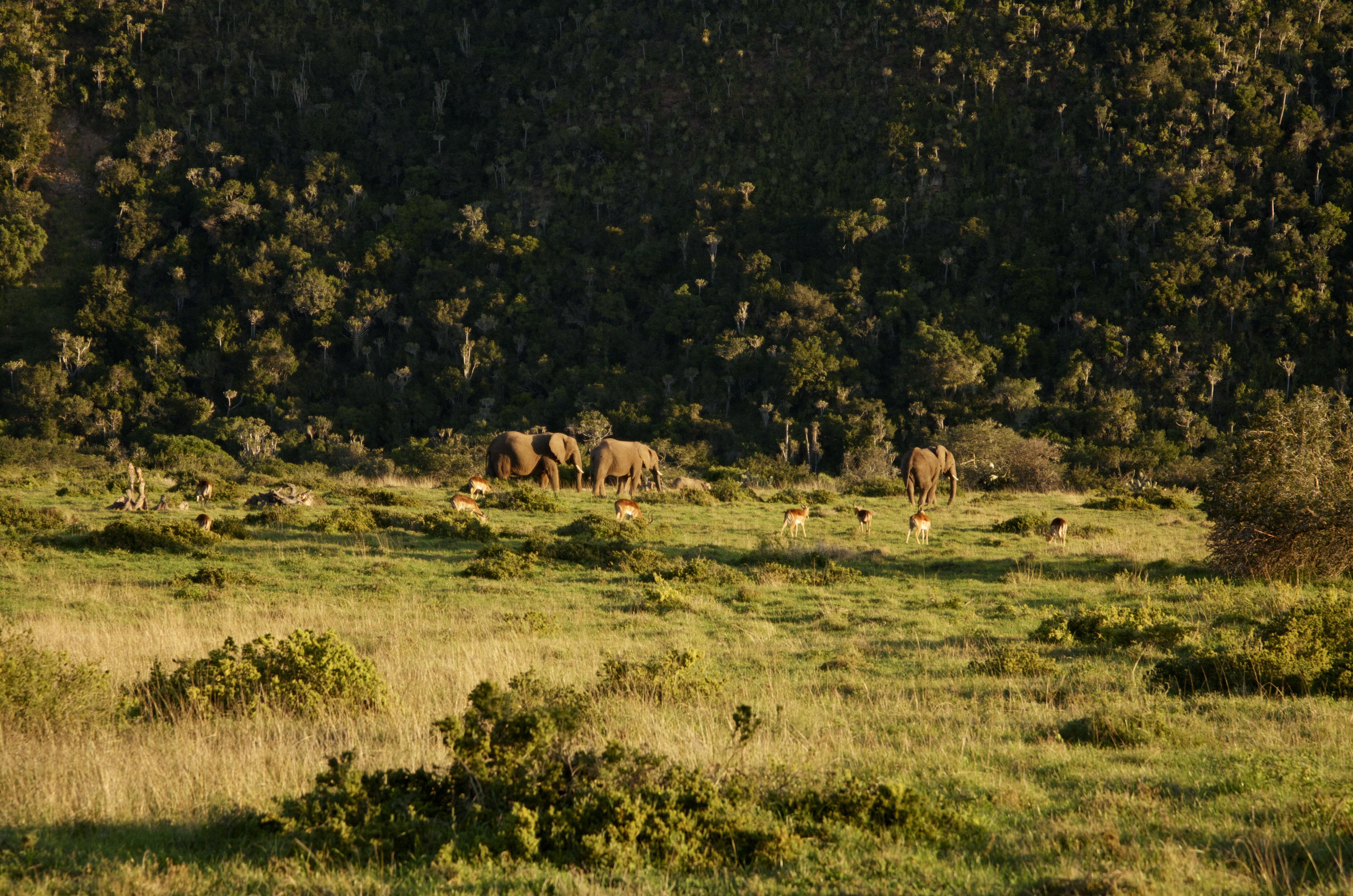 Sibuya Game Reserve And Lodge Kenton-on-Sea Esterno foto