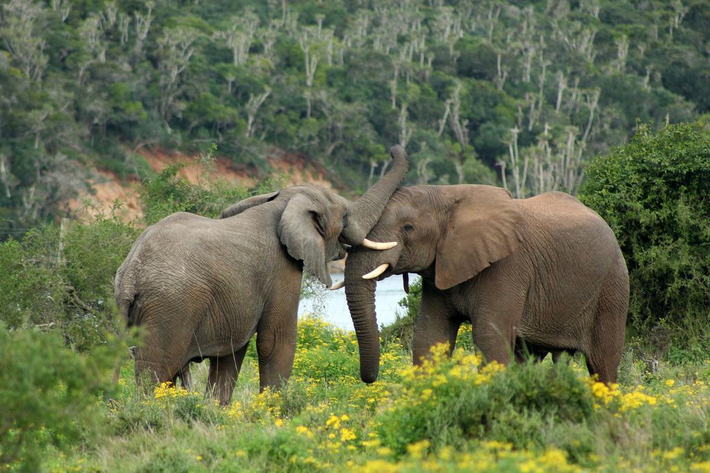 Sibuya Game Reserve And Lodge Kenton-on-Sea Esterno foto