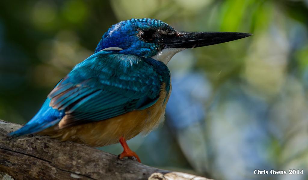 Sibuya Game Reserve And Lodge Kenton-on-Sea Esterno foto