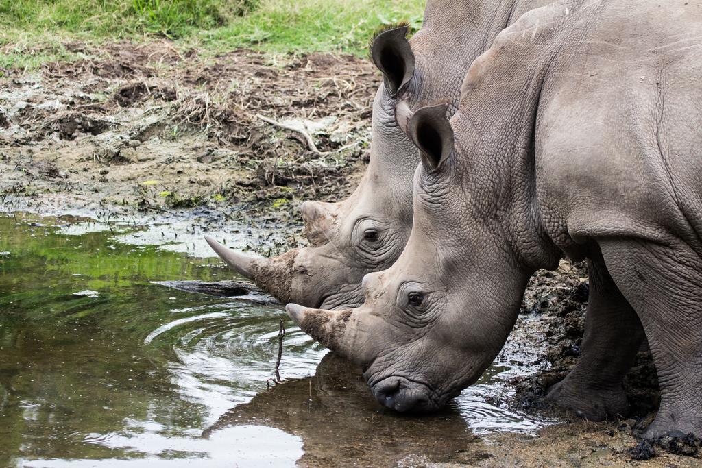Sibuya Game Reserve And Lodge Kenton-on-Sea Esterno foto